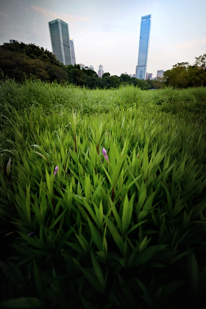 植
