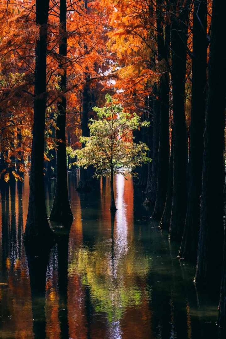 「 秋日水杉 」