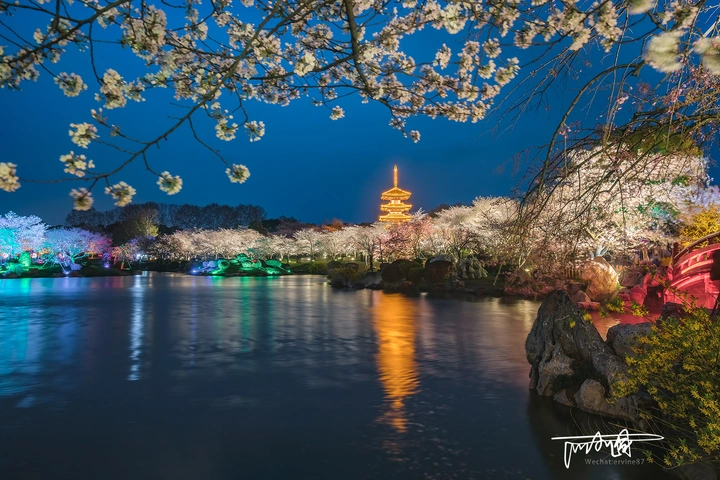 樱园夜色