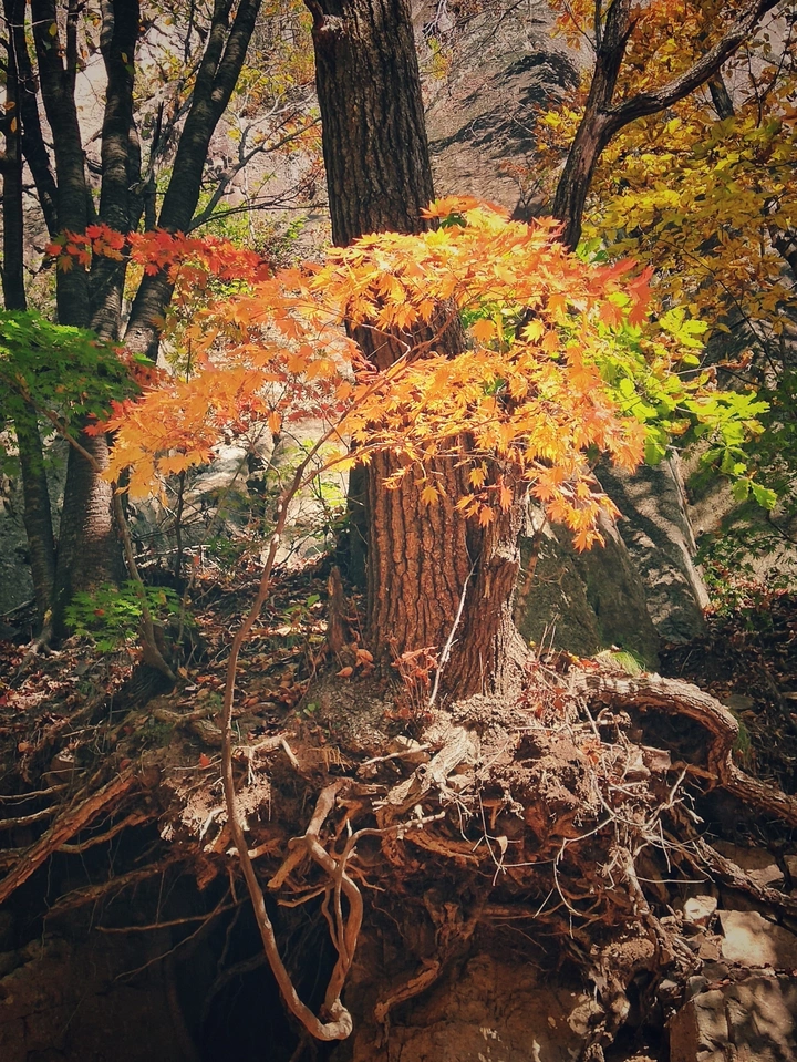 关门山枫叶🍁