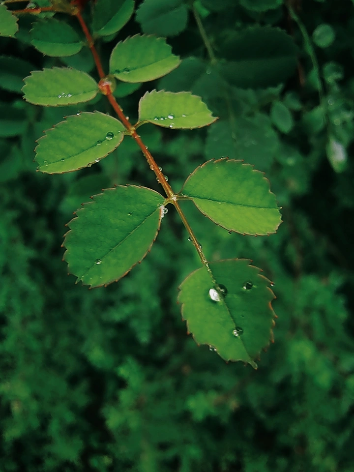 秋天的第一场雨