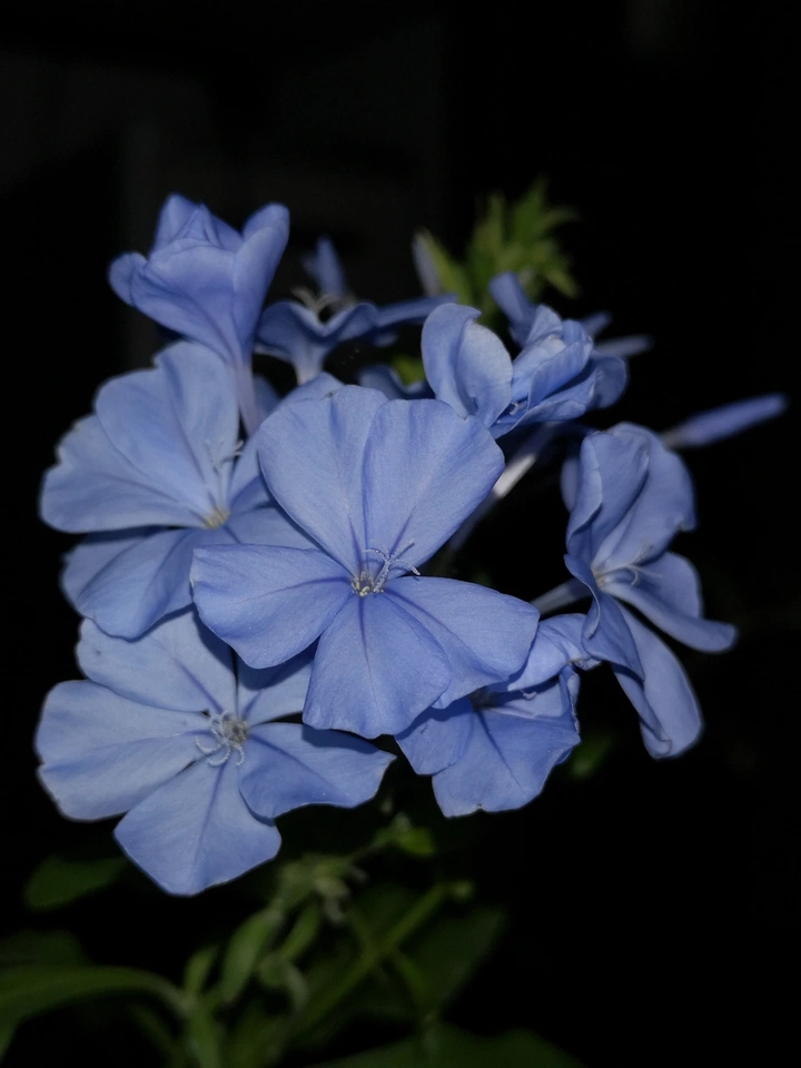 夜拍蓝雪花