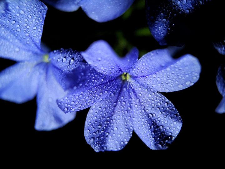 蓝雪花