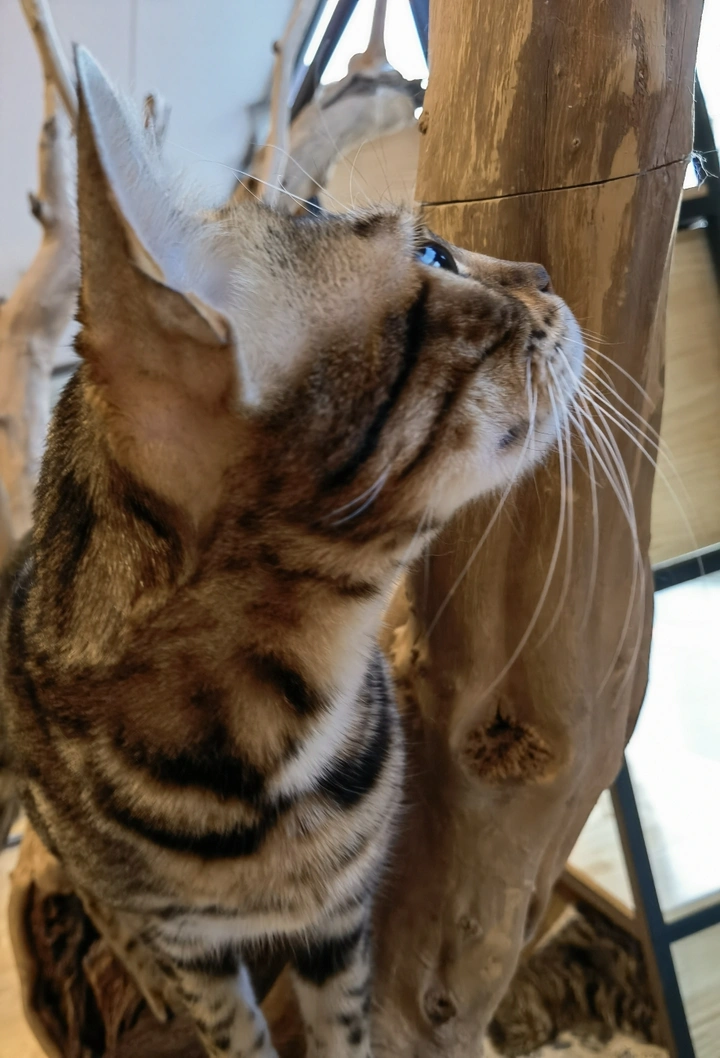 小豹猫