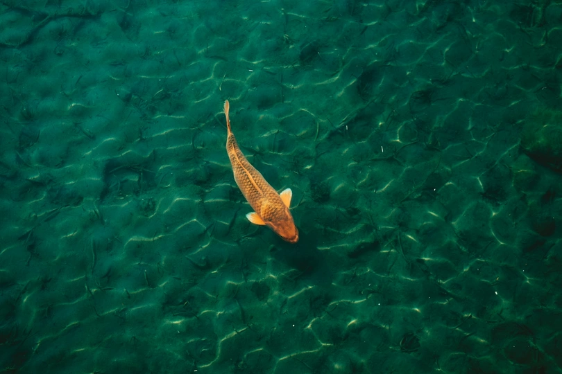 在湖中清澈的水中游动的鱼