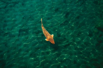 在湖中清澈的水中游动的鱼