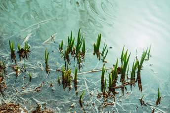 湖泊中的水中长着绿色的草