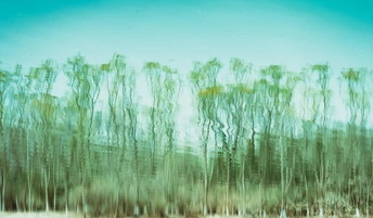 汽车窗口看到的树木和水的一片森林