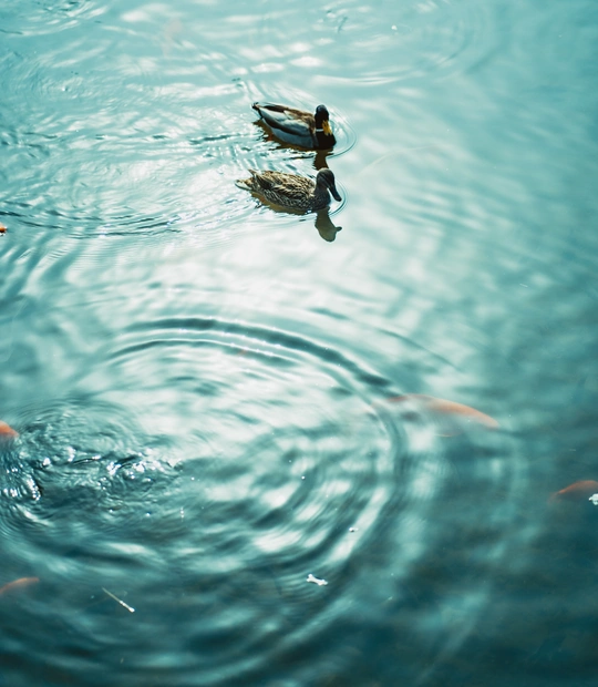 鸭子在湖蓝色的水中游泳