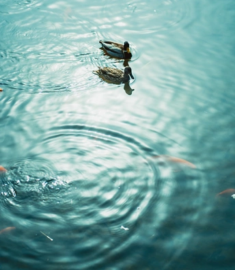 鸭子在湖蓝色的水中游泳