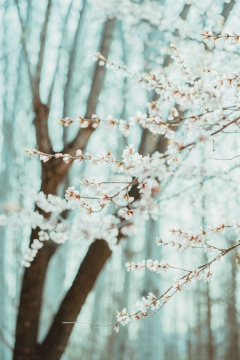 树上的白色花朵