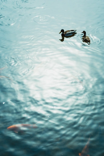 一些鸭子在蓝色的水域中游泳