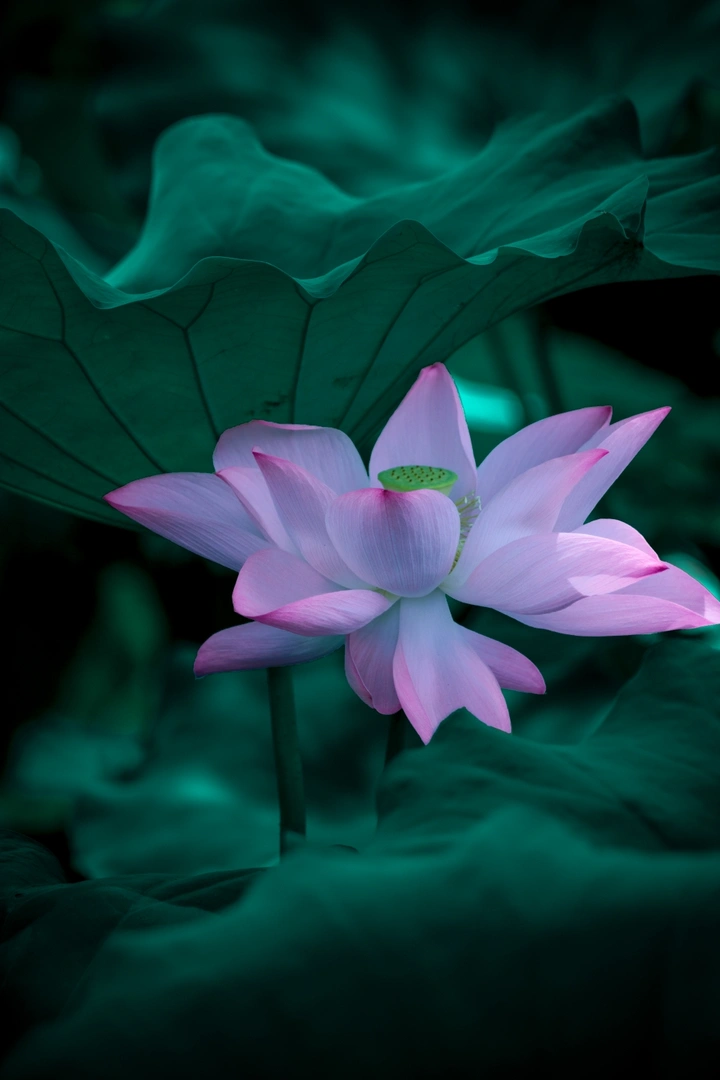 荷
