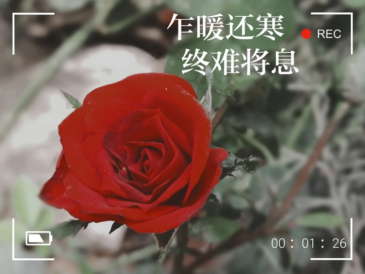 玫瑰