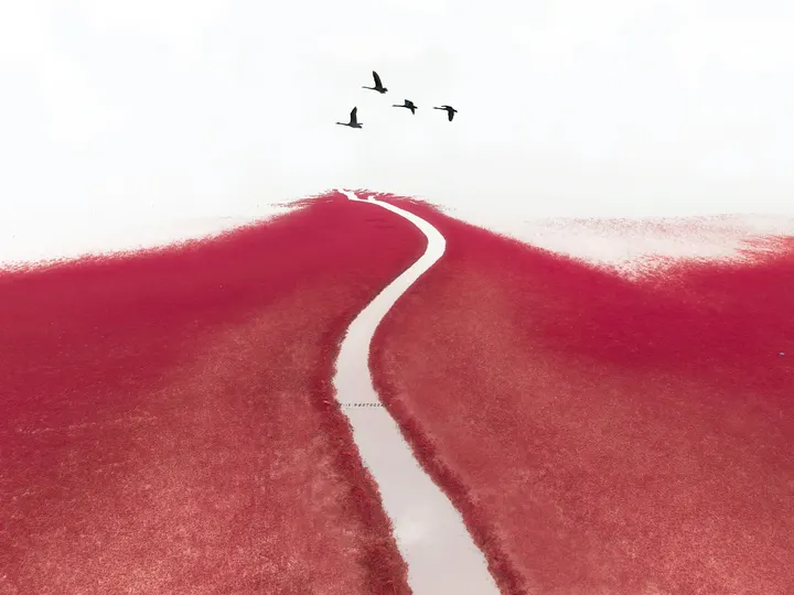 一条红路上有鸟在飞过