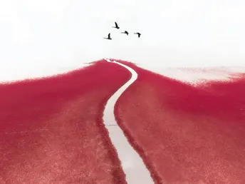 一条红路上有鸟在飞过