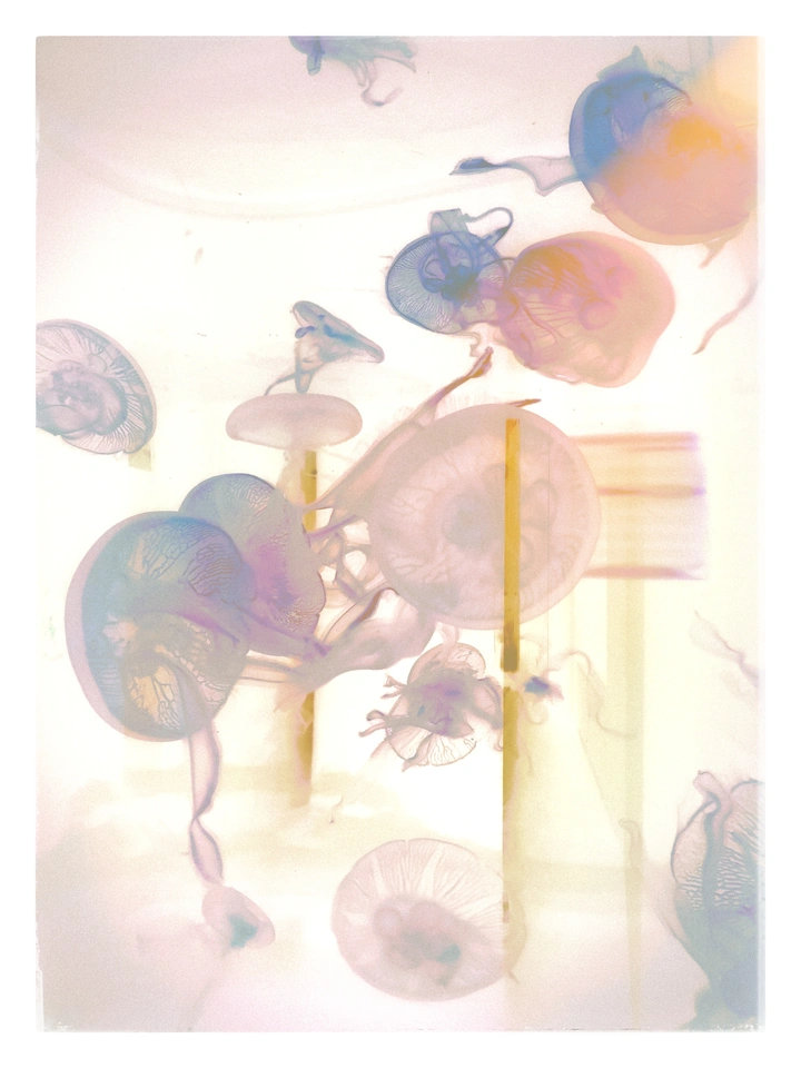 《水母》