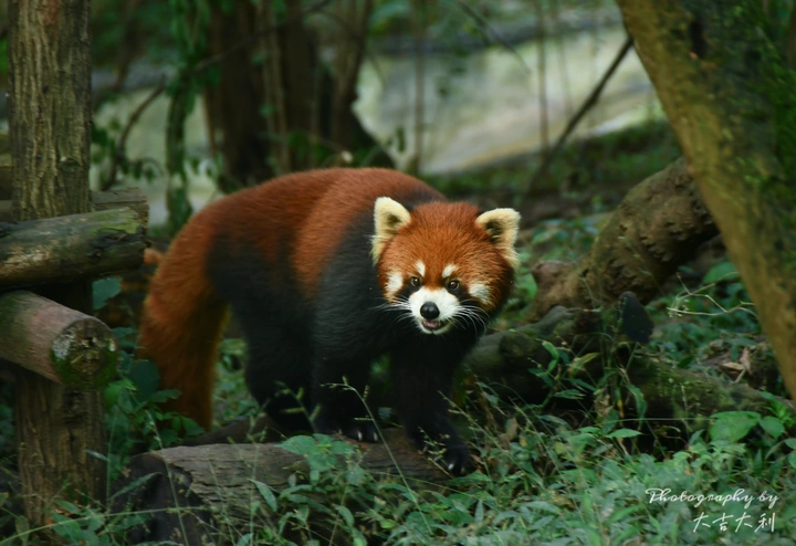 Lesser Panda