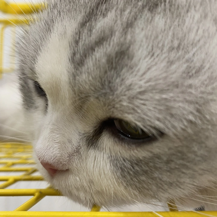 猫猫困困