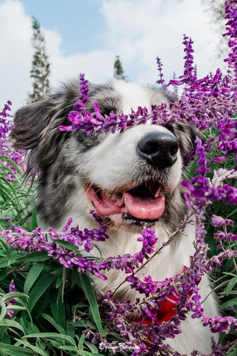 紫色花田里的狗