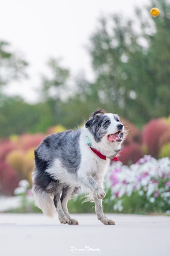 一只嘴里叼着飞盘站在鲜花前的狗