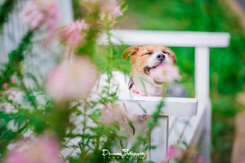 一只小狗坐在白色椅子上 椅子后面有花