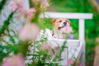 一只小狗坐在白色椅子上 椅子后面有花