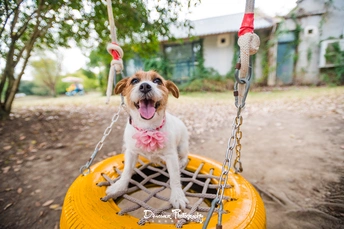 一只小狗坐在黄色的秋千上