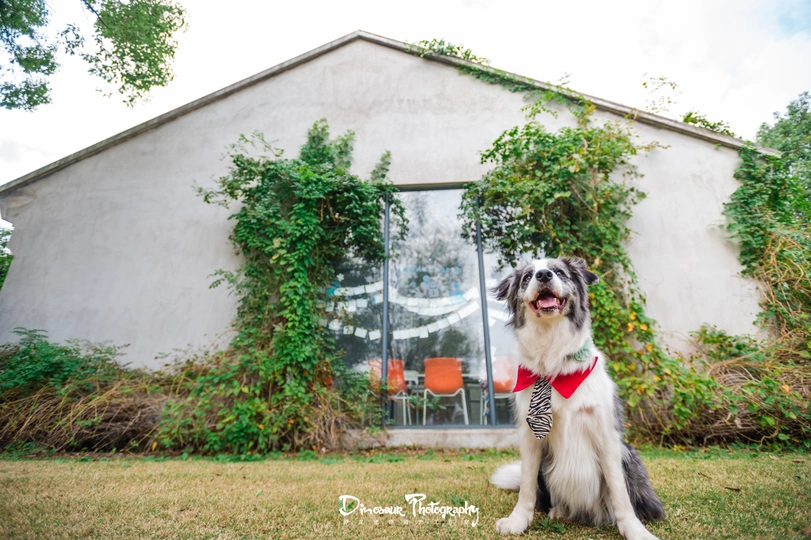 一只系着红色领结的狗坐在一所房子前面的草坪上