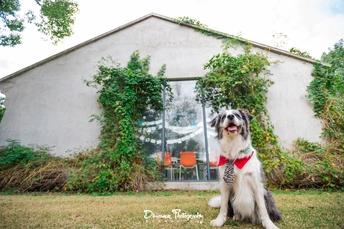 一只系着红色领结的狗坐在一所房子前面的草坪上