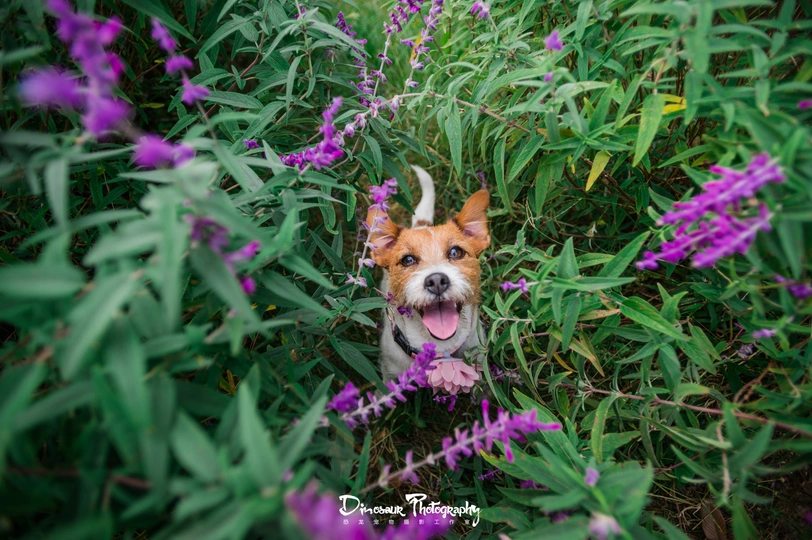 一只小狗坐在高高的草地和紫色的花朵中