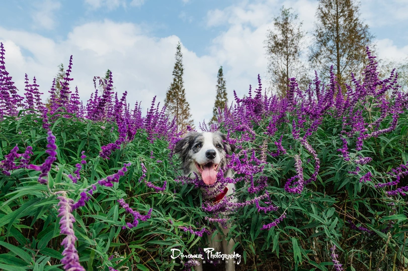 一只狗站在紫色的花田里