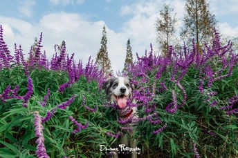 一只狗站在紫色的花田里