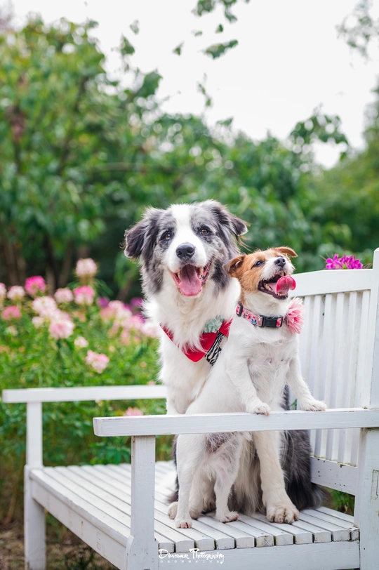 两只小狗坐在白色长椅上