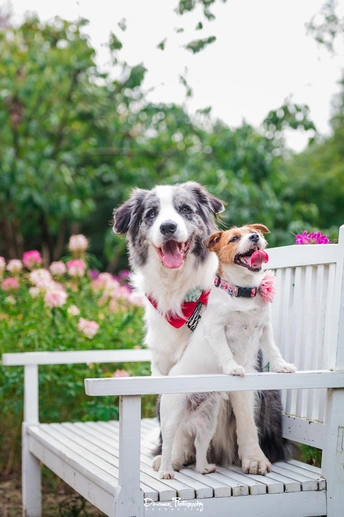 两只小狗坐在白色长椅上