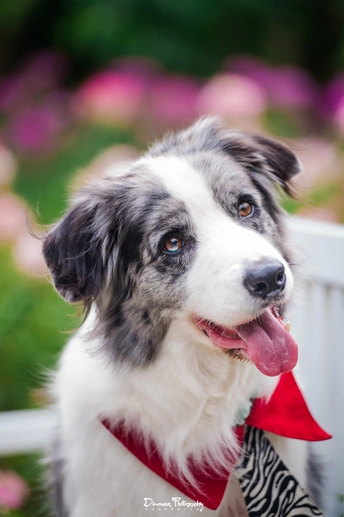 一只黑白相间的狗 戴着一条背景是花的红围巾