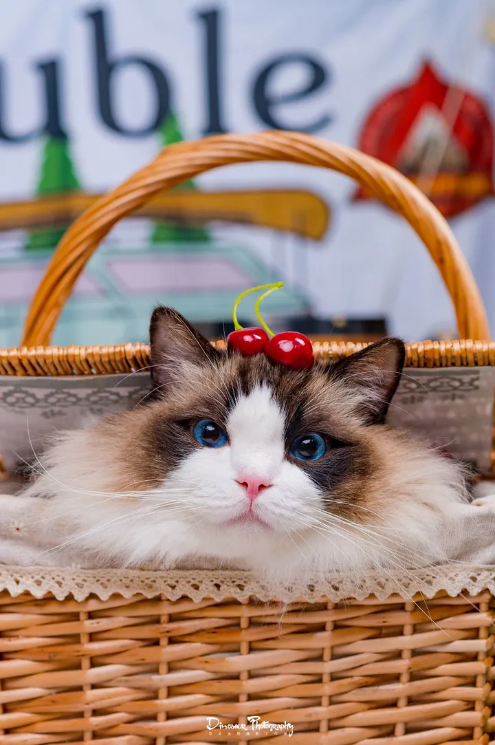 布偶猫的盛世美颜