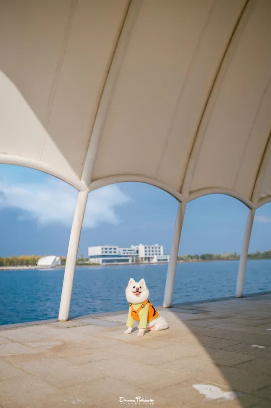 狗在靠近水域的遮蔽处坐着