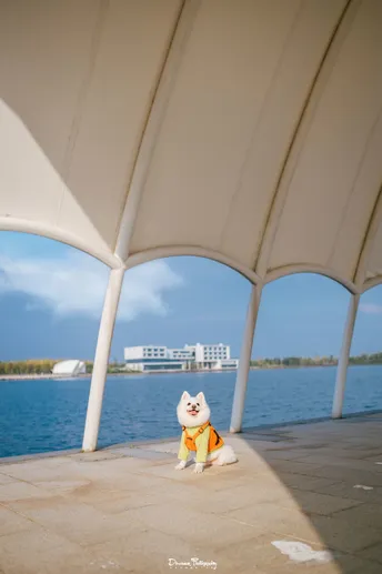 狗在靠近水域的遮蔽处坐着