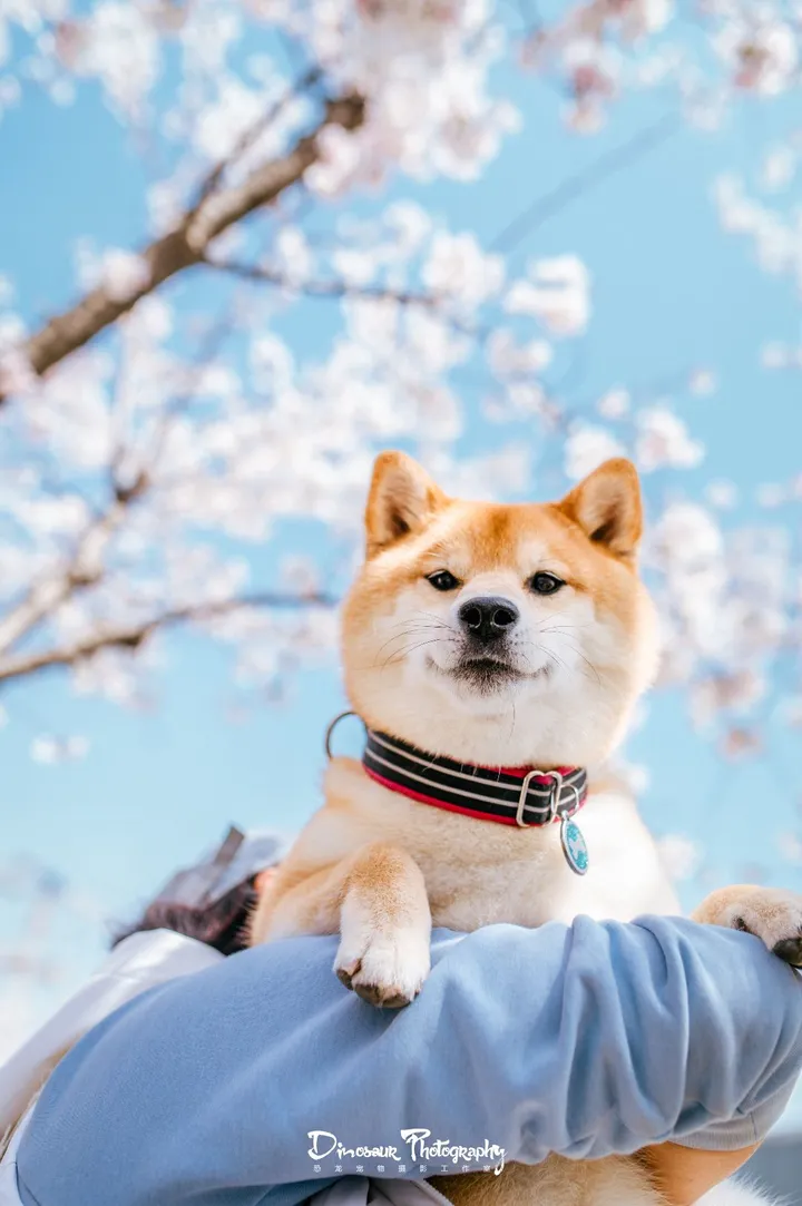 樱花于小狗