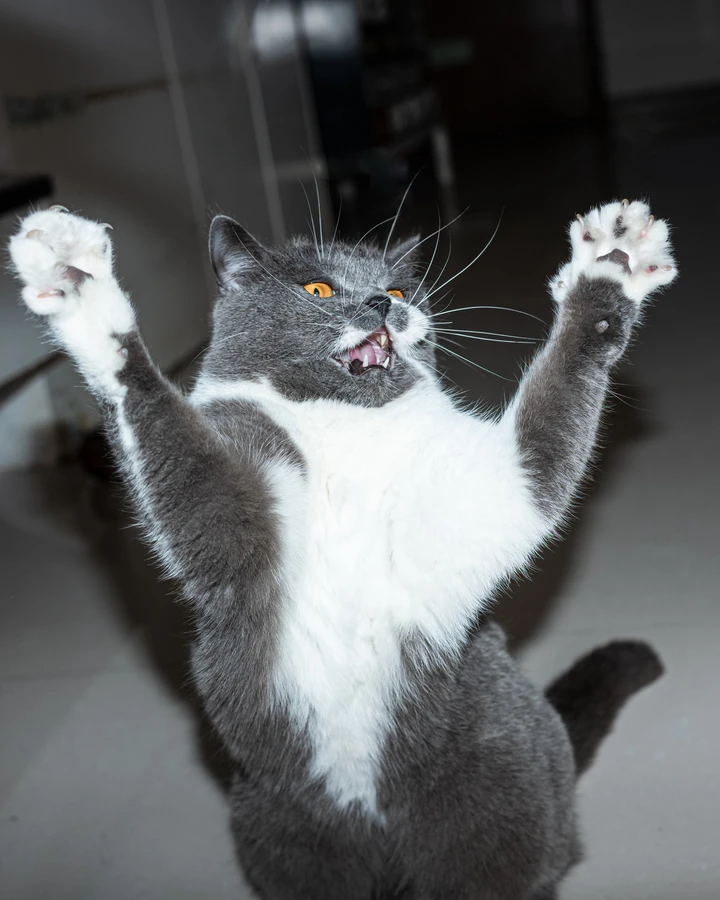 玩耍的猫