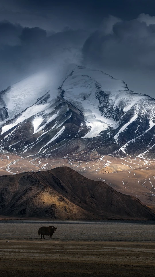 在一个大型山脉和雪山前面的草地上 有一头水牛在吃草。