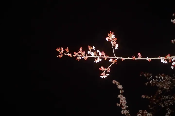 晚夜李花