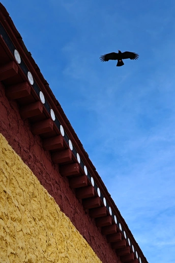 一只黑鸟在蓝天下的黄色墙上飞翔