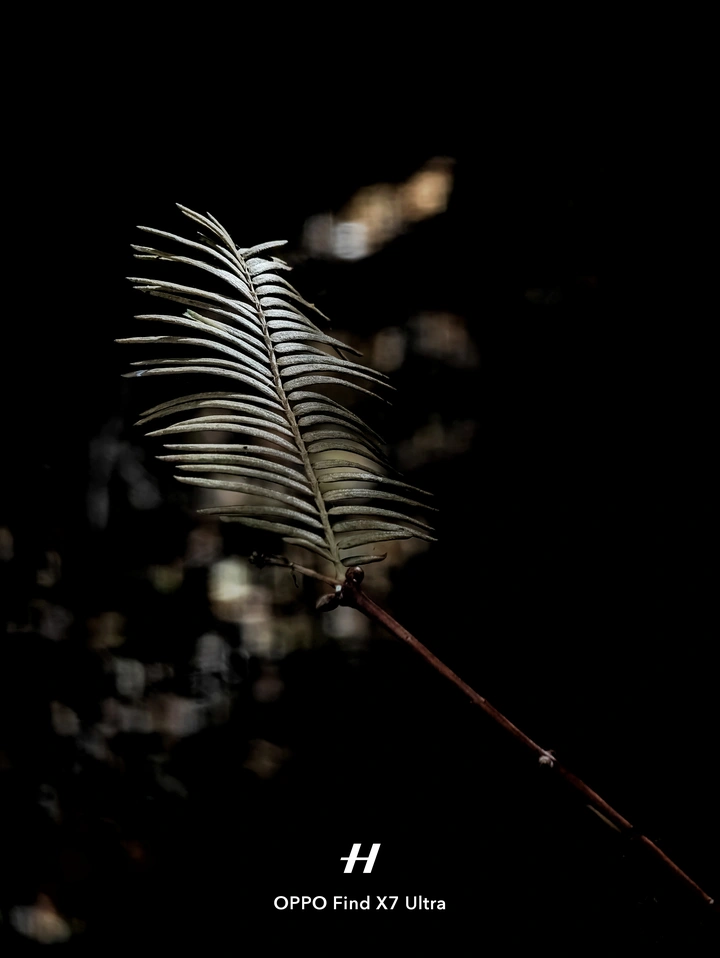 《叶》