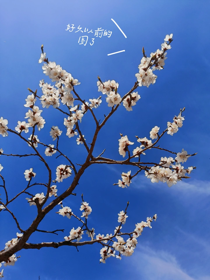 夏