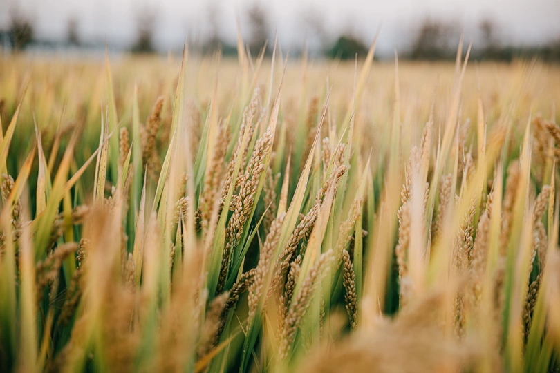 黄金大米在田里生长