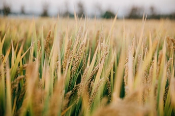 黄金大米在田里生长