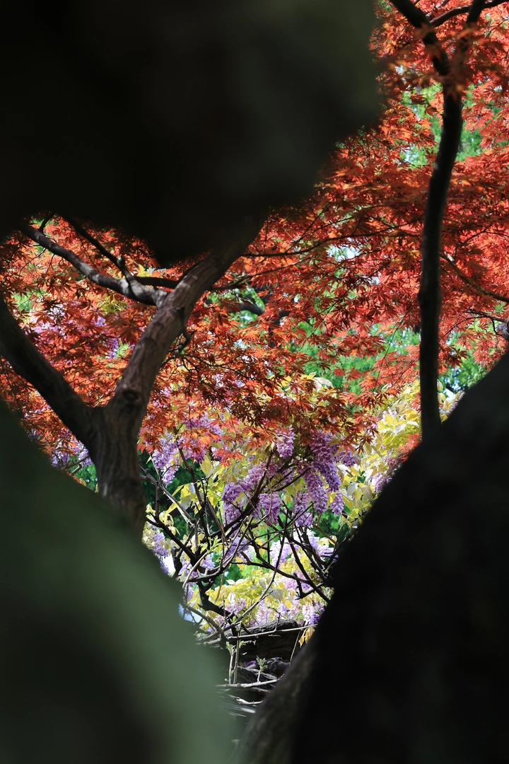 🍃春天狮子林里的一景四季‼