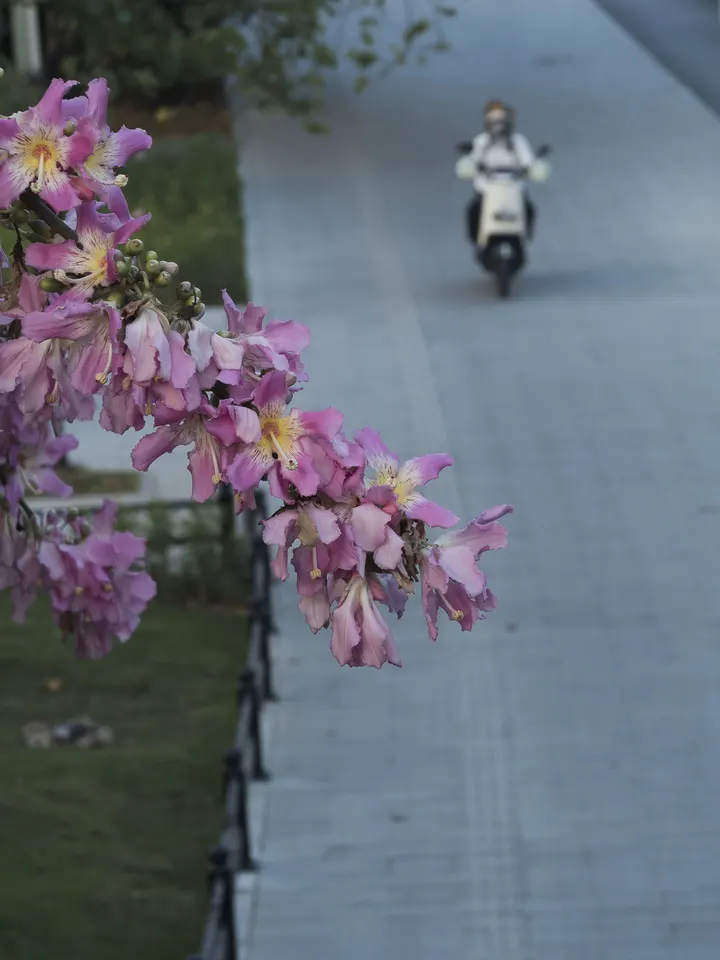 粉红色异木棉花